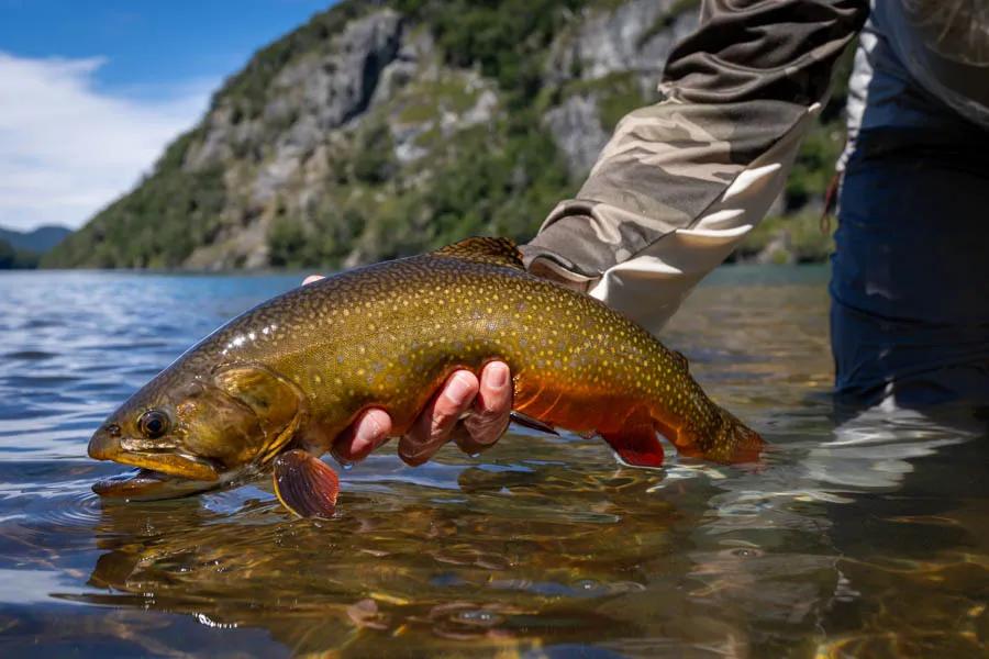 Brook trout in Chile Brook trout in Chile