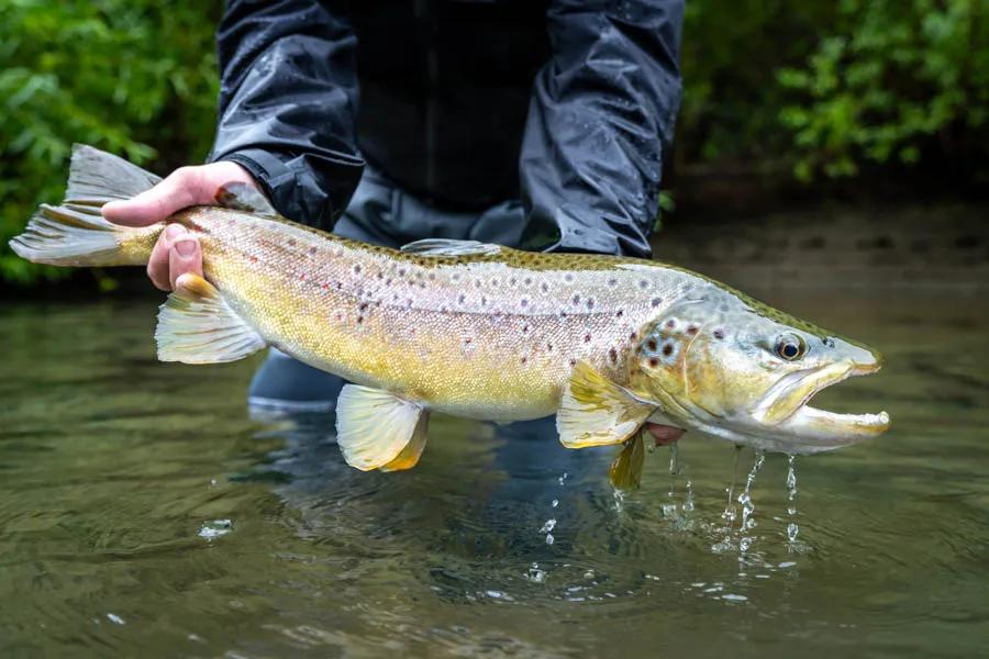 chile brown trout Hard work paid off when Ron hooked into a massive brown while stripping a streamer. We thought this fish was a snag on a big boulder for 30 seconds until it finally starting running up river. Nice fish Ron!