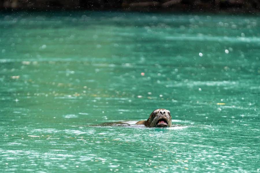 Chilean sea lion sea lion in Chile
