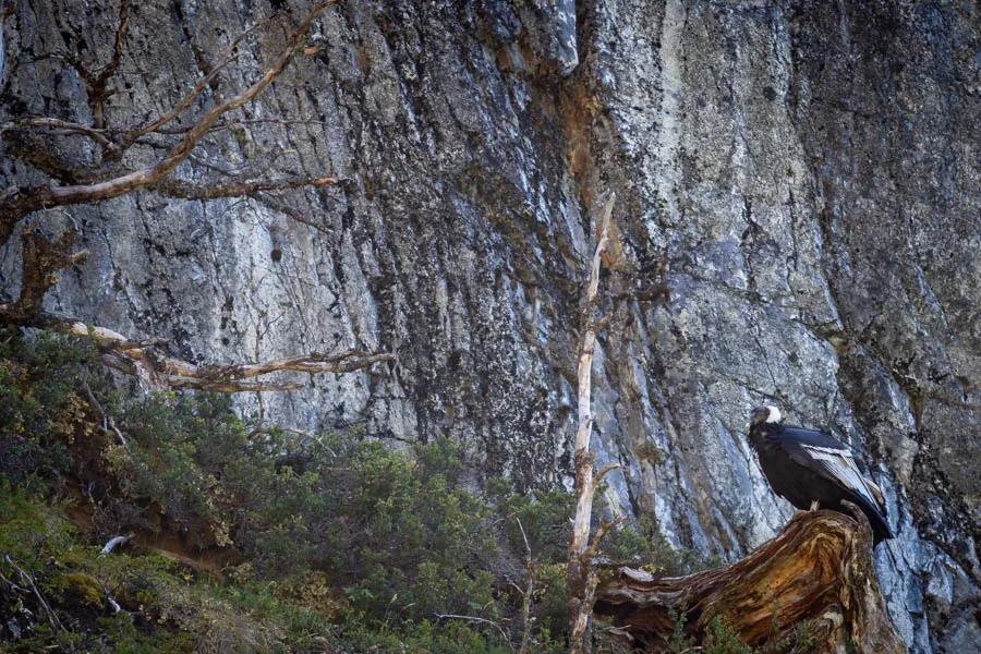 Condor Lake in Chile A massive Andean condor watched from overhead as we rigged the raft that the lodge had stashed along the lake. The guides nickname this fishery "Condor Lake" due to the many condors that roost on the cliffs above the lake.