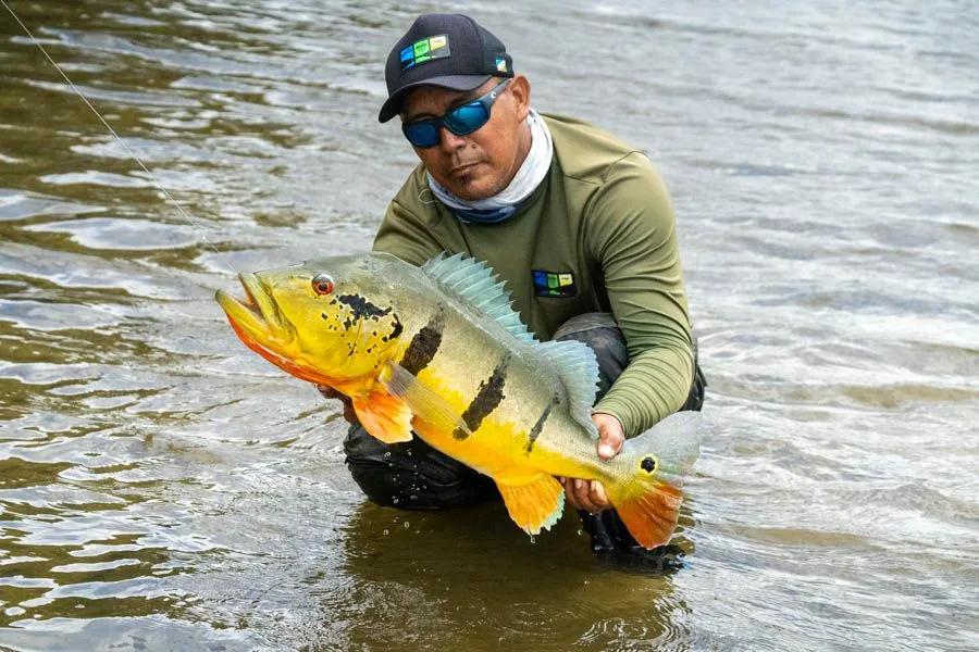 Peacock bass fishing in the Amazon Peacock bass are abundant near Agua Boa Amazon Lodge. The shallow waters of the Agua Boa River are a fly fisher's dream stream.