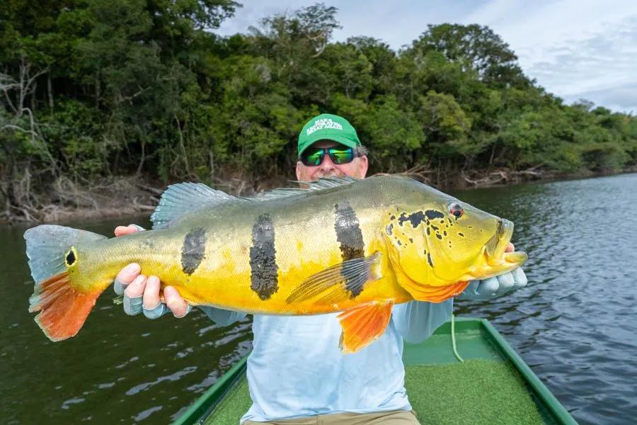 Fly fishing the Amazon River Trophy-sized peacock bass like this often crush a variety of streamers. Agua Boa Lodge is perhaps the best place on the planet to fish streamers with regular success.