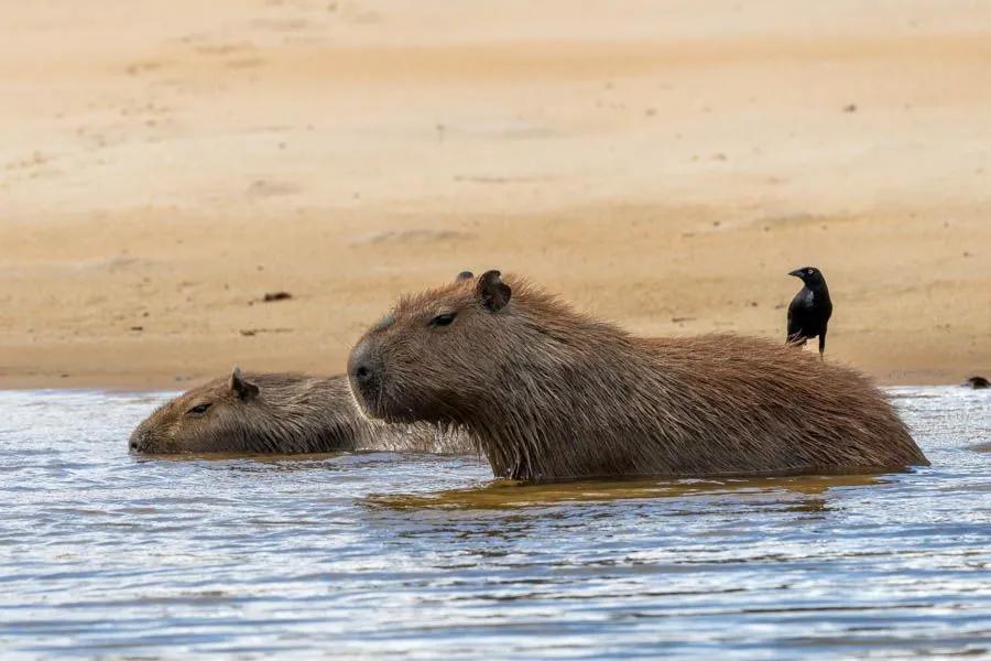 Amazon fly fishing near Agua Boa Lodge Capybara are a regular occurrence when fly fishing out of Agua Boa. These rodents are just a few of the many mammals, birds, and other creatures to be seen when fly fishing the Amazon.