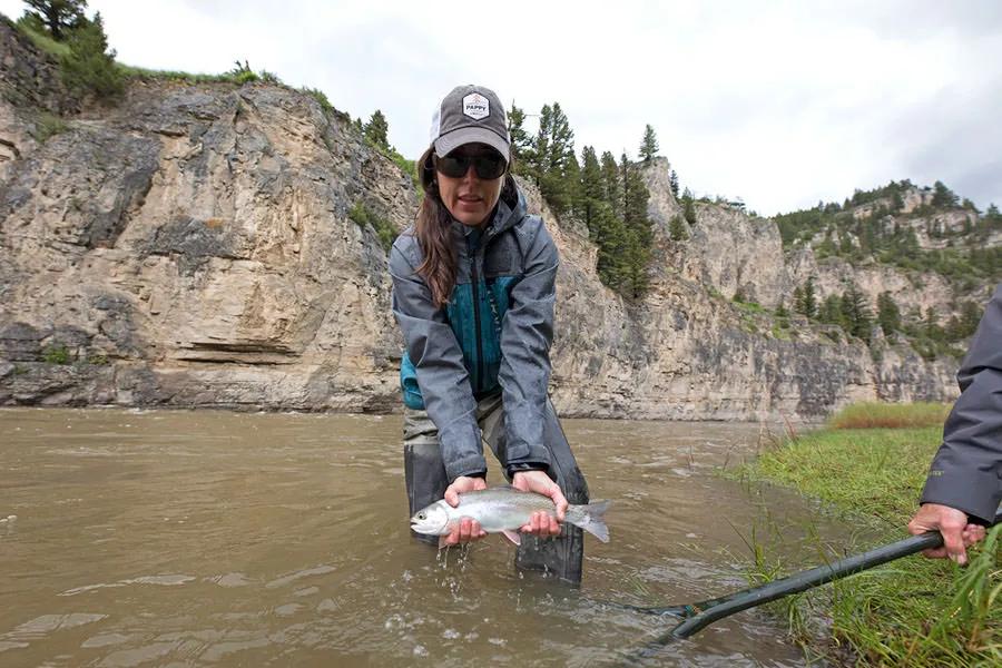 Fly fishing in Montana during May and June. Knowing how snowmelt runoff can affect river conditions is important, but more important than that is choosing a fishery that provides the type of fishing you desire.