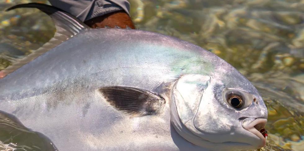 Cuba fly fishing trip with Montana Angler With large eyes and scales that refract and reflect light, permit are built to be elusive and spooky. This permit required a perfect cast and a life-like retrieve of my fly.