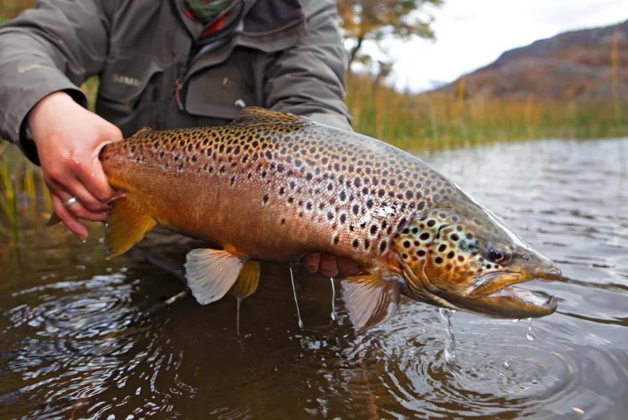Patagonia Fly Fishing Large trout are common at Magic Waters Lodge