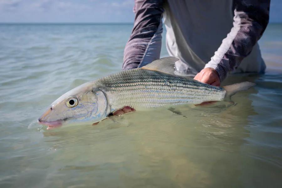 Fly fishing in Cuba with Montana Angler The bonefish at Cayo Largo range in size of 2-5 pounds in the larger schools to singles and doubles pushing 10 pounds.