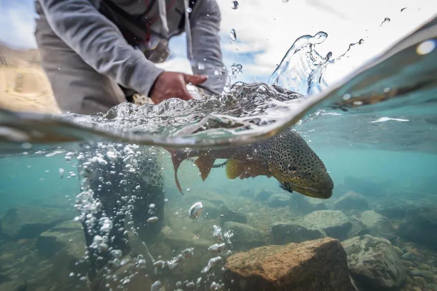 Magic Waters Fly Fishing Trip On every day we caught several big brown trout. From streamers to dries to even some tandem nymph fishing, every day seem to be better than the last.