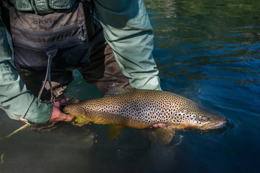 Montana Angler fly fishing trips to Chile This Cochrane River brown trout didn't eat on the first drift. But, after a fly change and a few very good reach casts this nice fish ate.