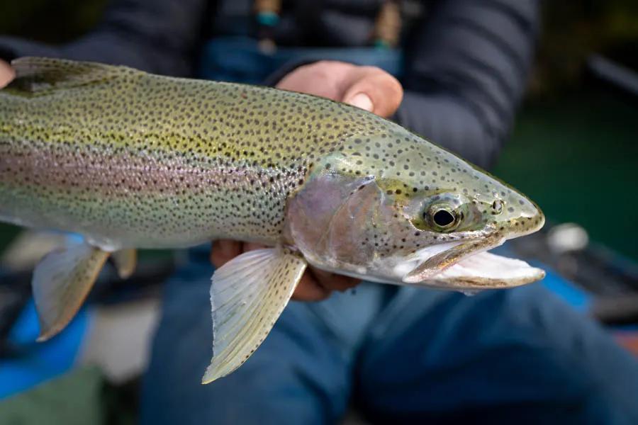 Patagonia Baker Lodge in Chile fly fishing with Montana Angler Rainbows like this one from Lago Betrand are common in the waters fished by the fishing guides out of Patagonia Baker Lodge. This fish attacked a streamer that I stripped through the mixing zone of a small stream running into Lago Betrand.