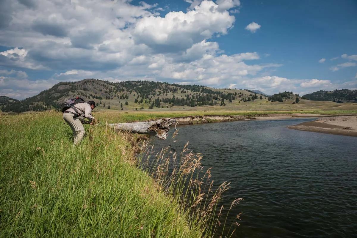 Montana Angler fly fishing trips in Yellowstone National Park Fishing Slough Creek in Yellowstone National Park is something every angler should experience. The fish here are often larger than nearby rivers and the scenery truly is unbeatable.