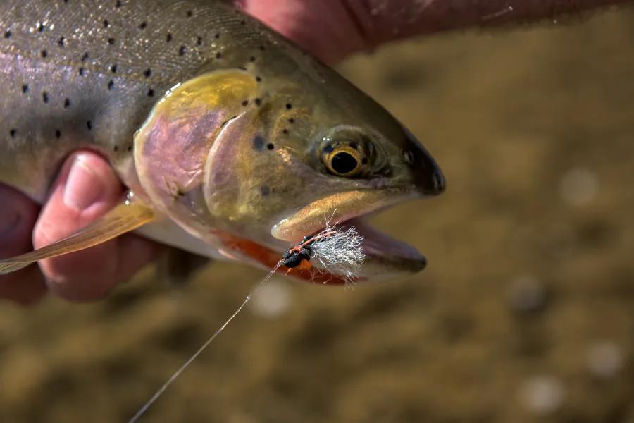 Yellowstone National Park trips with Montana Angler Soda Butte Creek flows in the Park's extreme northeast corner. This small stream has a mix of a few meadow sections and canyon sections. It is easily accessible as the Northeast Entrance Road parallels the creek for most of its course.