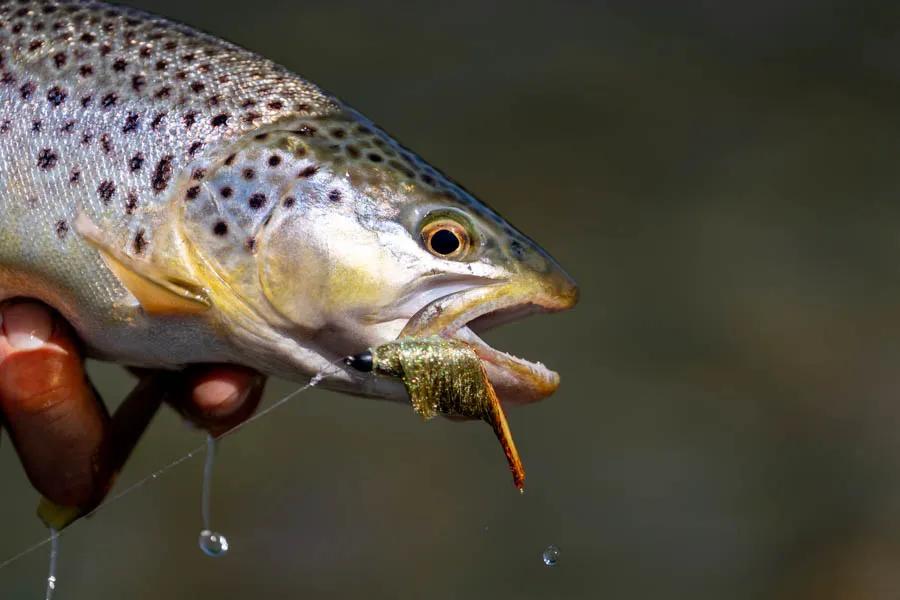 Montana Angler fly fishing trips near Bozeman, Montana Streamers are the most common method to catch large trout. Though not always the best way to catch the most fish in a short time, when conditions allows fishing streamers in Montana might be the best way to find large fish.