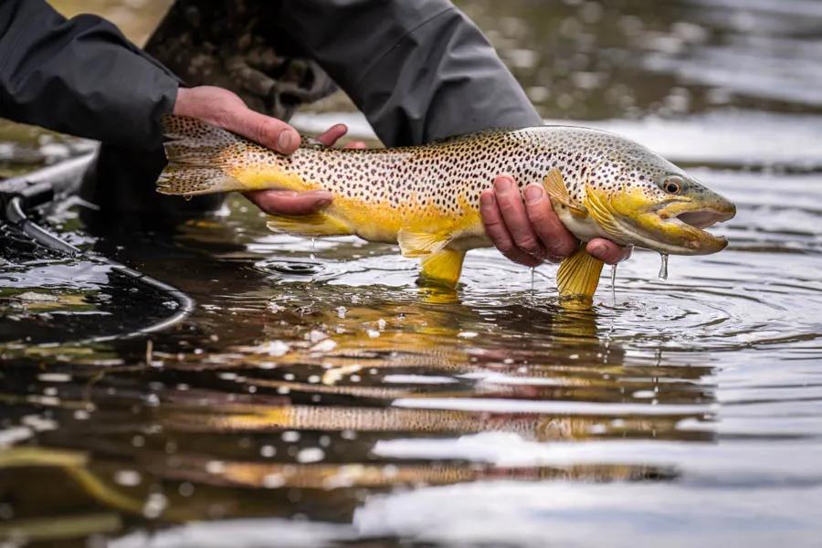 Montana Angler fly fishing trips on tailwater rivers. Fly fishing in Montana means you will probably fish a tailwater river like the Missouri or Madison River. These tailwater fisheries can hold some very nice trout. Increase your odds of catching these big fish by learning some tips.
