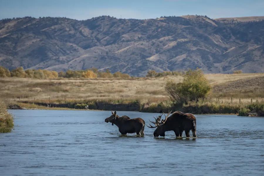 Even if the big brown trout are not on the feed, on the less busy rivers in the fall season you never know what you may see.