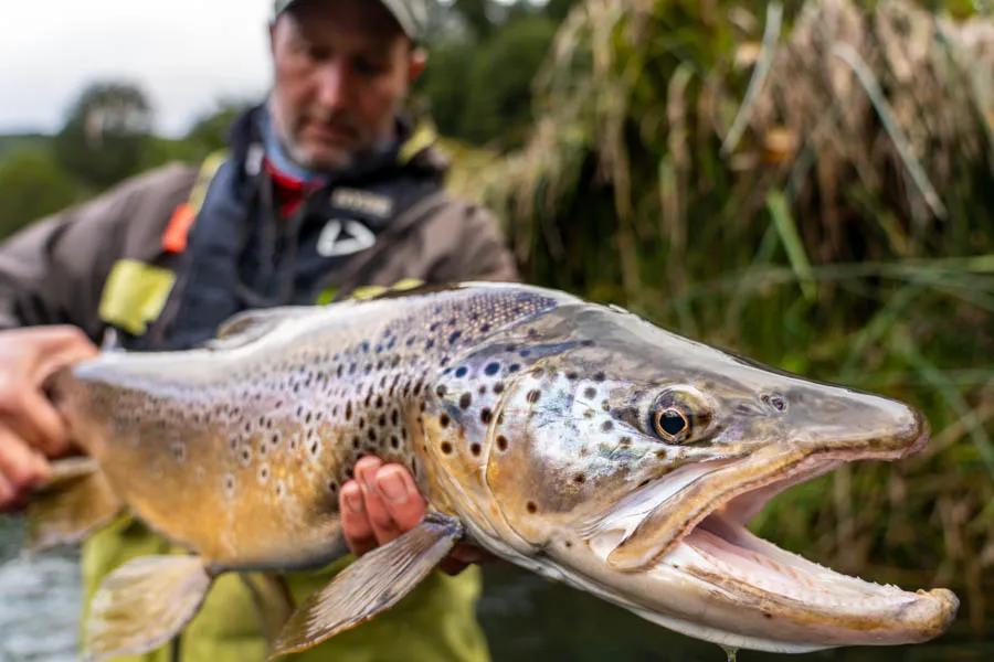 Chile fly fishing trips with Montana Angler in Patagonia Big trout, like this beautiful brown trout are common when fishing at the River of Dreams Basecamp.