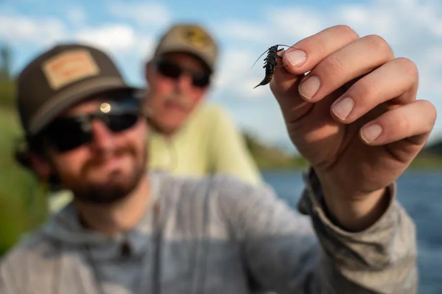 Fly fishing Montana with Montana Angler on the Yellowstone River Nocturnal stoneflies provide a great late summer meal for trout.