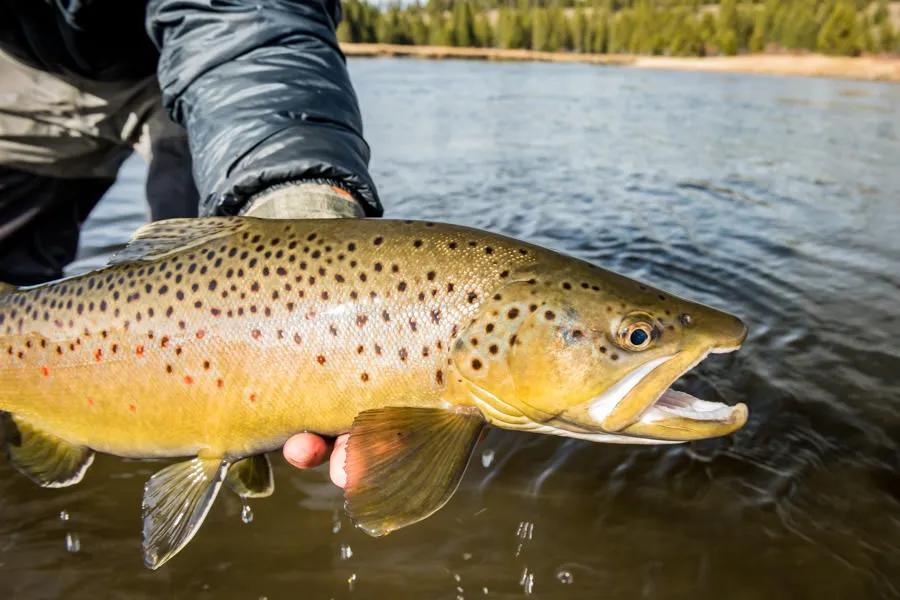 Best Rivers to Fly Fish for Large Trout in Montana in the Fall