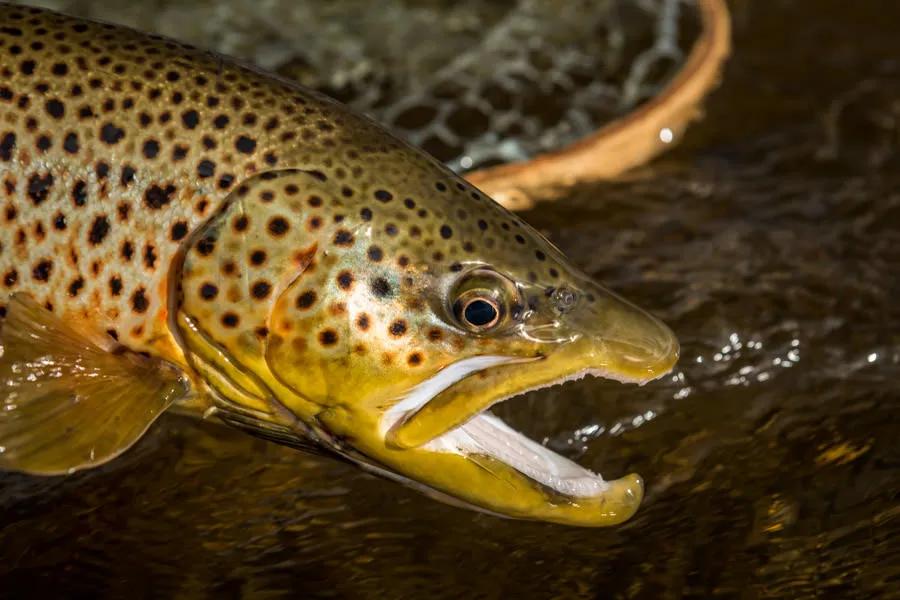Love big brown trout