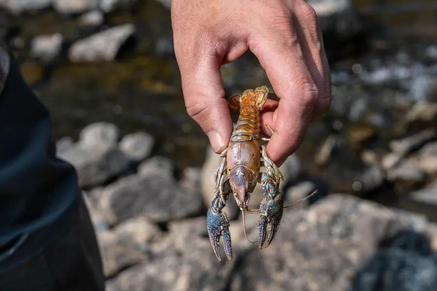 Fly fishing in Montana with Montana Angler Crayfish are the most available to trout during their molting process. When shedding their hard exoskeleton trout can become very opportunistic and gobble up the large, soft crayfish. Molting is most active in the spring but does occur year-round.