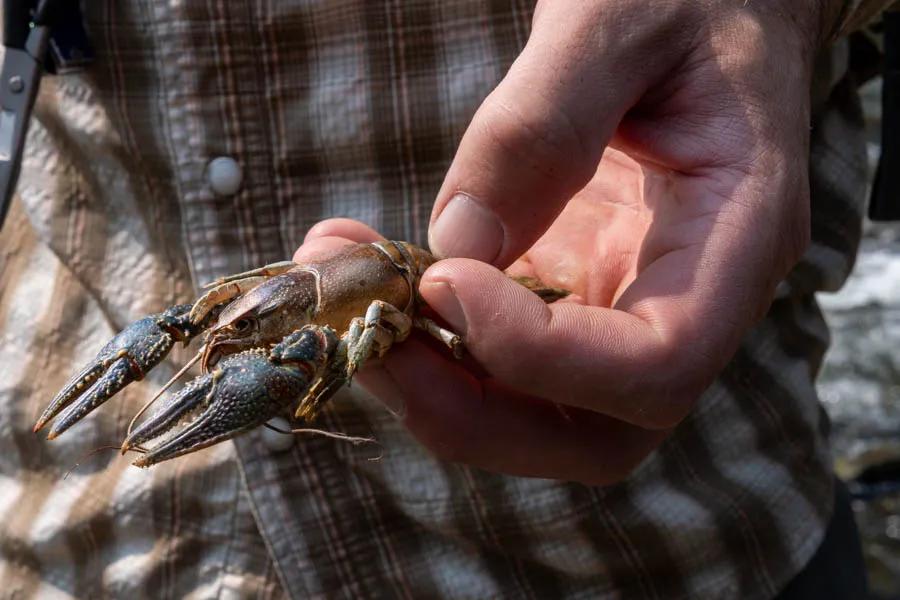 Montana Angler fly fishing trips in Montana Crayfish can be found in many of Montana's best fly fishing waters. Many large trout actively seek out crayfish because they offer a lot of protein in one large meal.