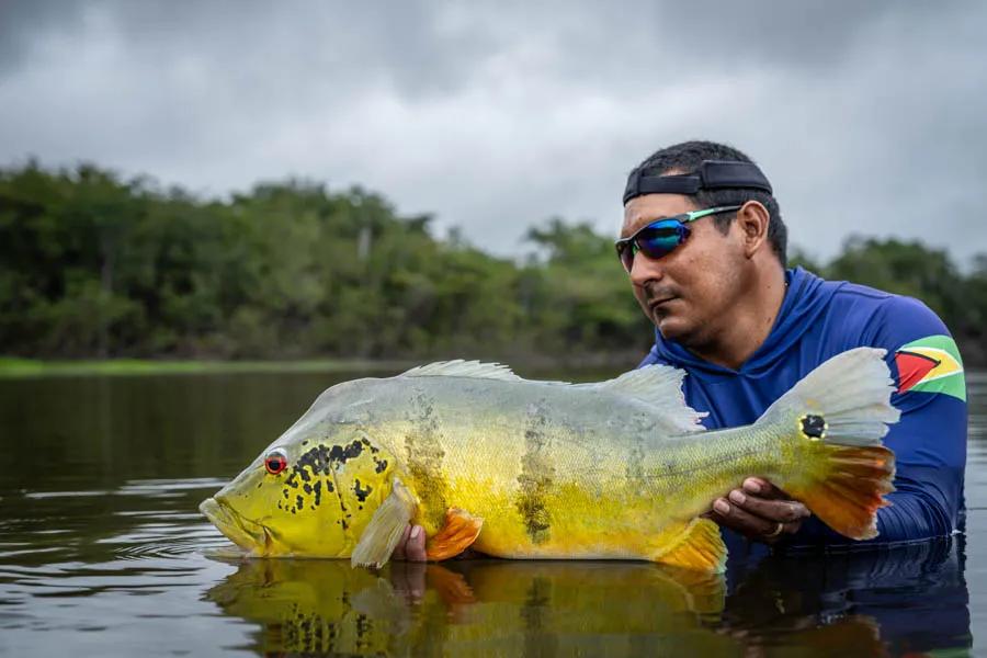 Tips for fly fishing for peacock bass in the Amazon