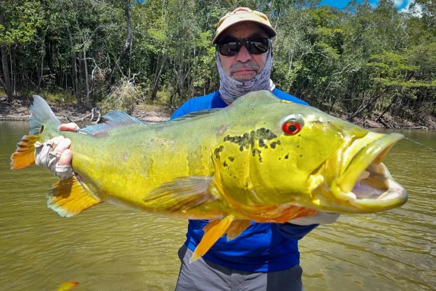 Peacock bass in the Amazon River near Agua Boa Lodge can grow beyond 25 pounds. Be prepared for a big fight and know how to fight big fish--consistent and strong pressure are essential to landing a true trophy-sized peacock bass.