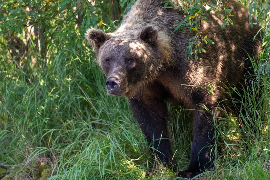 fishing AK bear