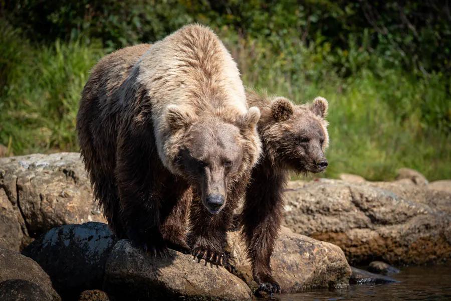 Moraine Creek grizzly bears Moraine Creek grizzly bears