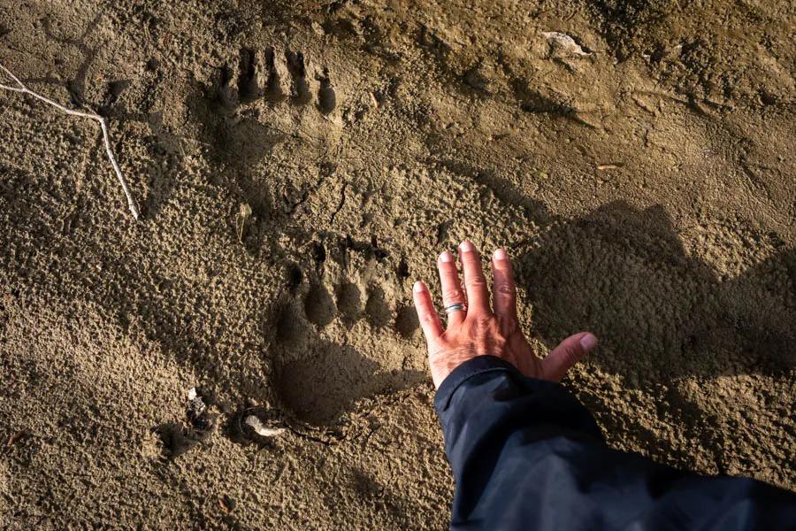 Bear prints Bear prints