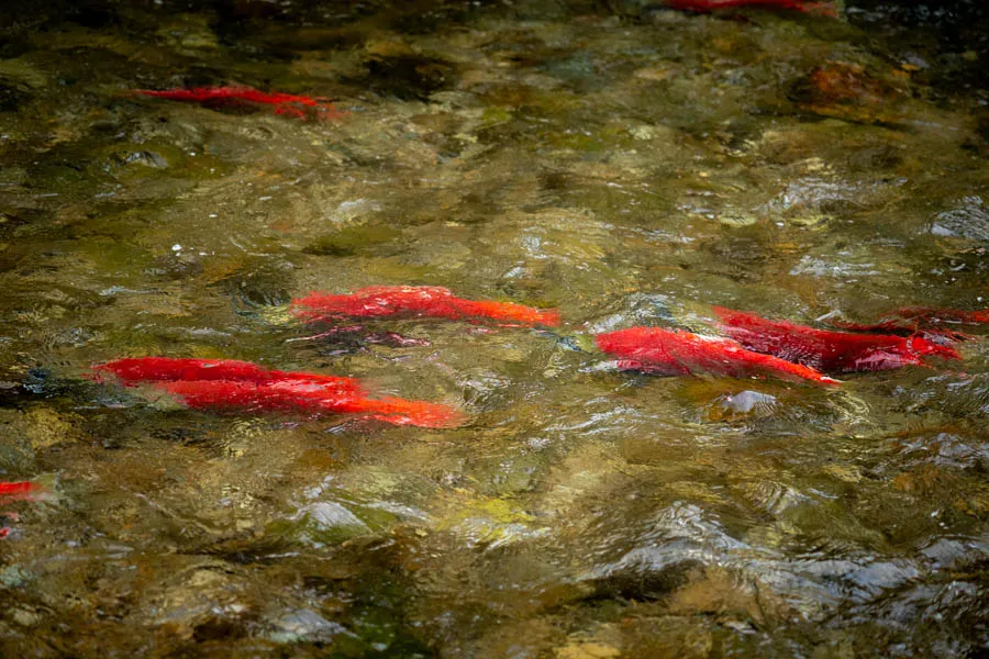 fly fishing in alaska sockeye