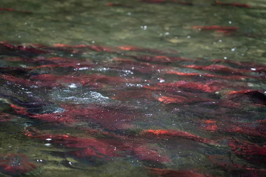 Sockeye salmon Sockeye salmon