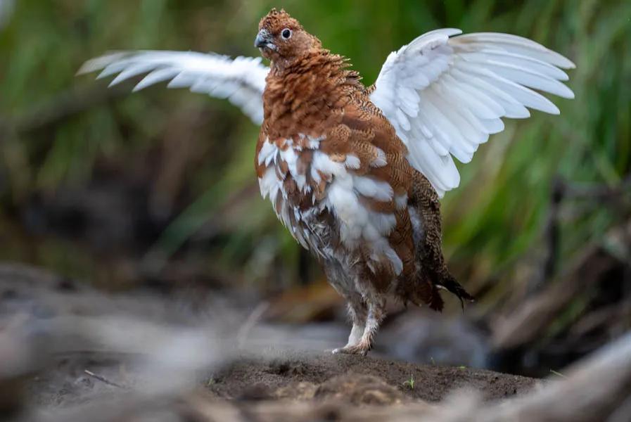 Ptarmigan Ptarmigan