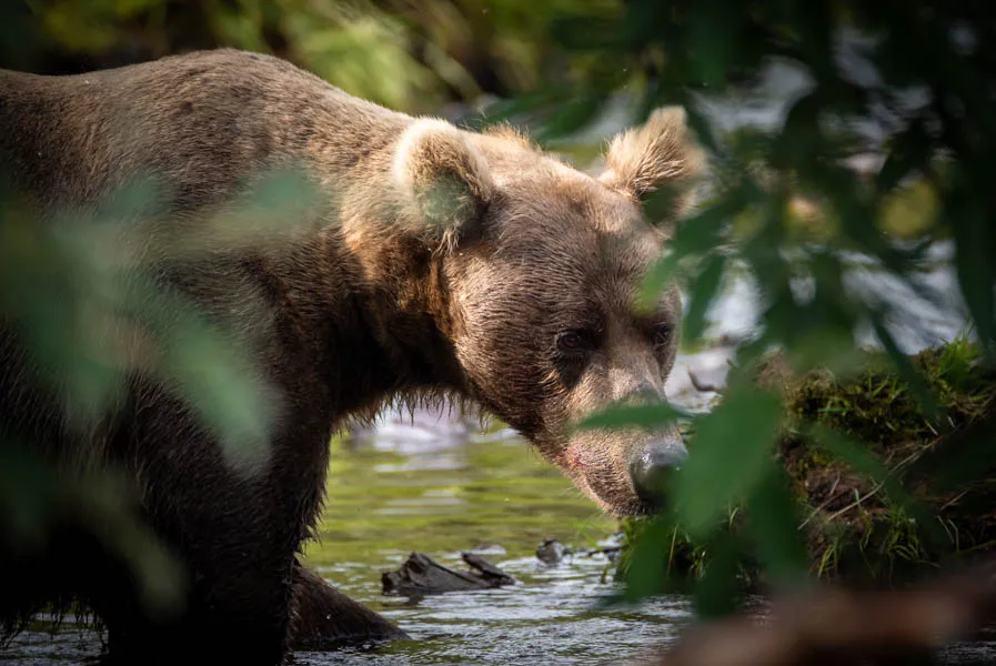 bear in AK