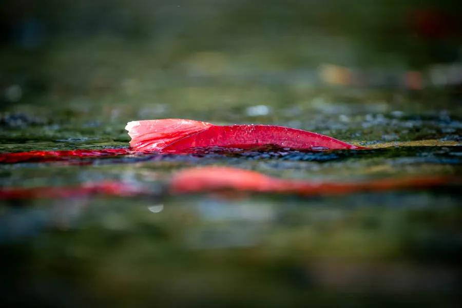 Sockeye Salmon Sockeye Salmon