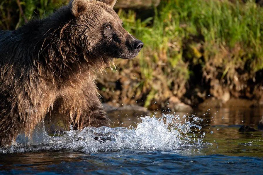 Coastal Brown Bear Coastal Brown Bear