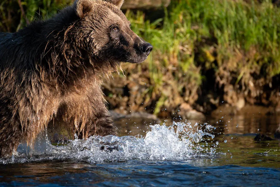 Alaska bear