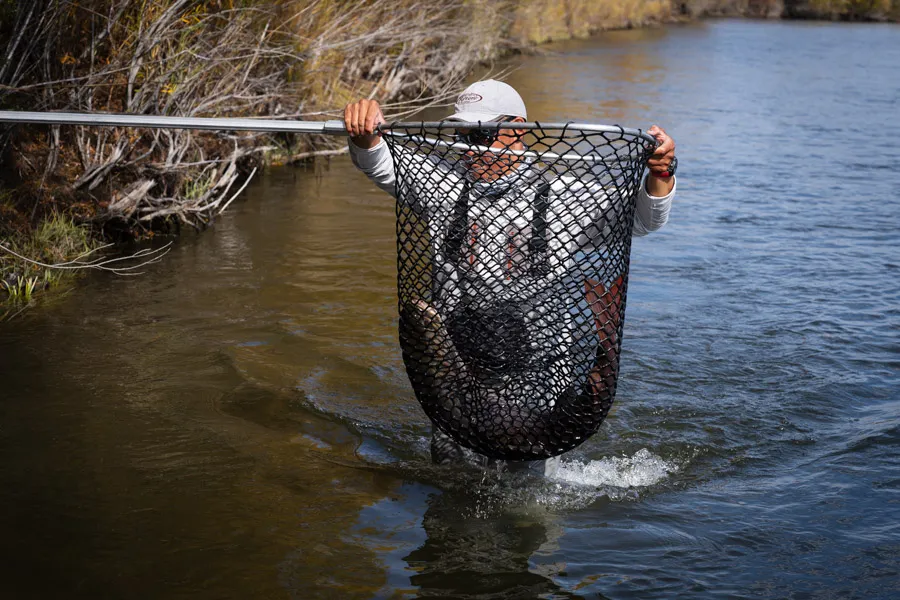 Big fish in the net