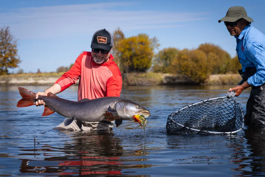 Monster taimen in Mongolia