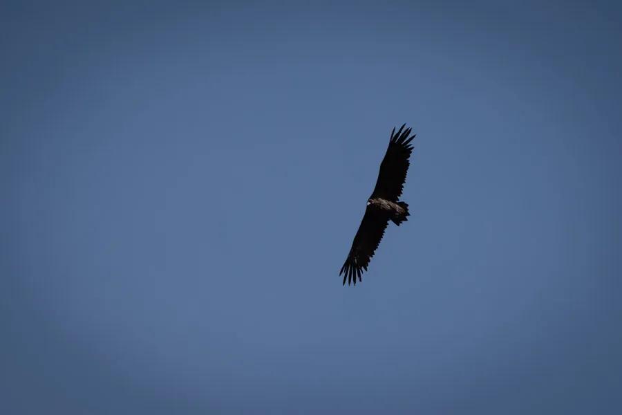Large eagle in Mongolia Large eagle in Mongolia