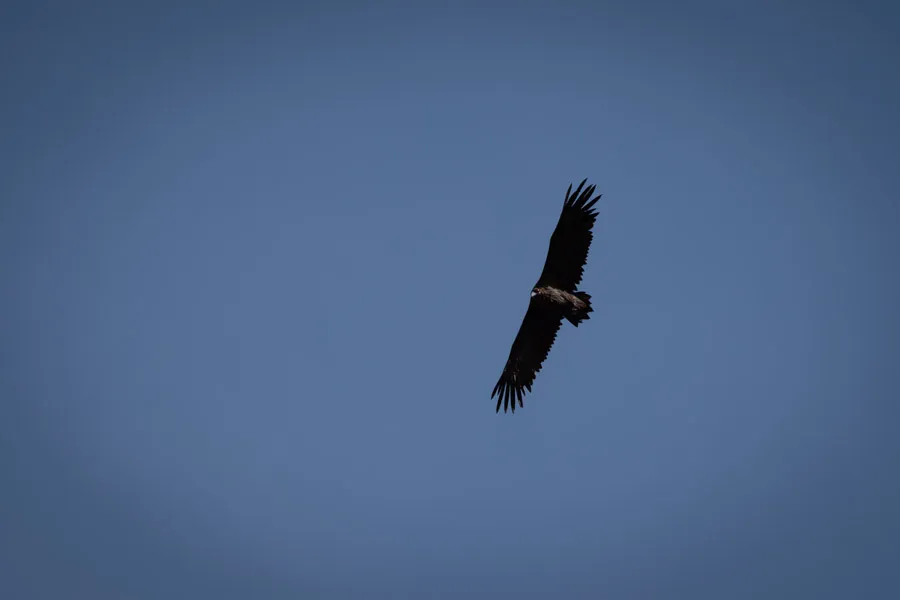 Large eagle in Mongolia