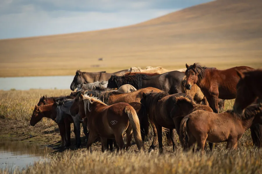 Mongolian horses are some of the hardiest in the world. Herds of horses can be found nearly anywhere you travel in Mongolia as they move freely across the Steppe. There are no fences or private property on the grasslands and life is much as it was during the times of Chinggis Kahn for the nomadic herders.
