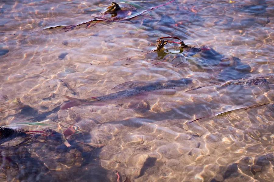 grayling in Mongolia grayling in Mongolia