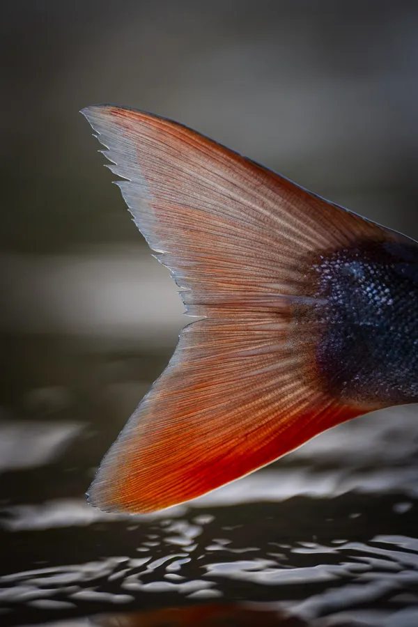 Tamien tail