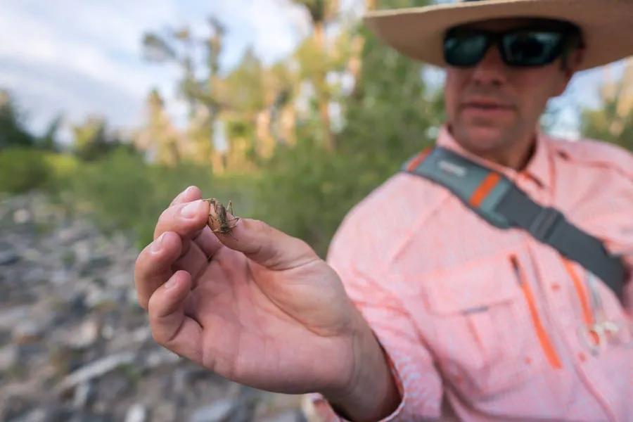 Stoneflies make up a large chunk of the hatches on the Gallatin River