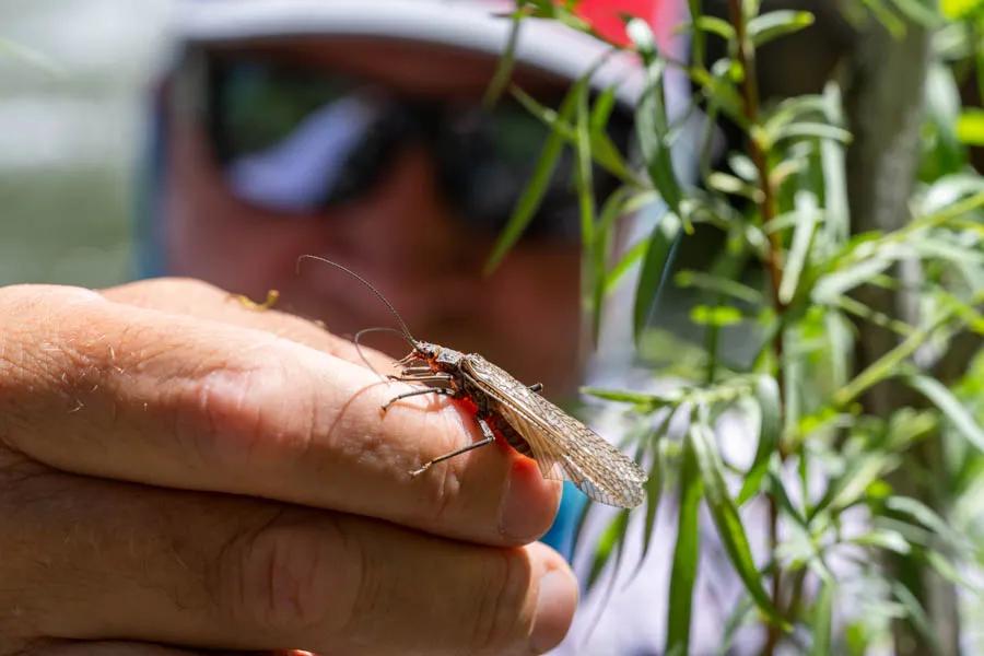 Stoneflies, like this salmonfly on the Yellowstone River, make up a large portion of a trout's diet. Salmonflies are the first stonefly to hatch followed by golden stoneflies, yellow sallies, and then nocturnal/flightless stoneflies. 