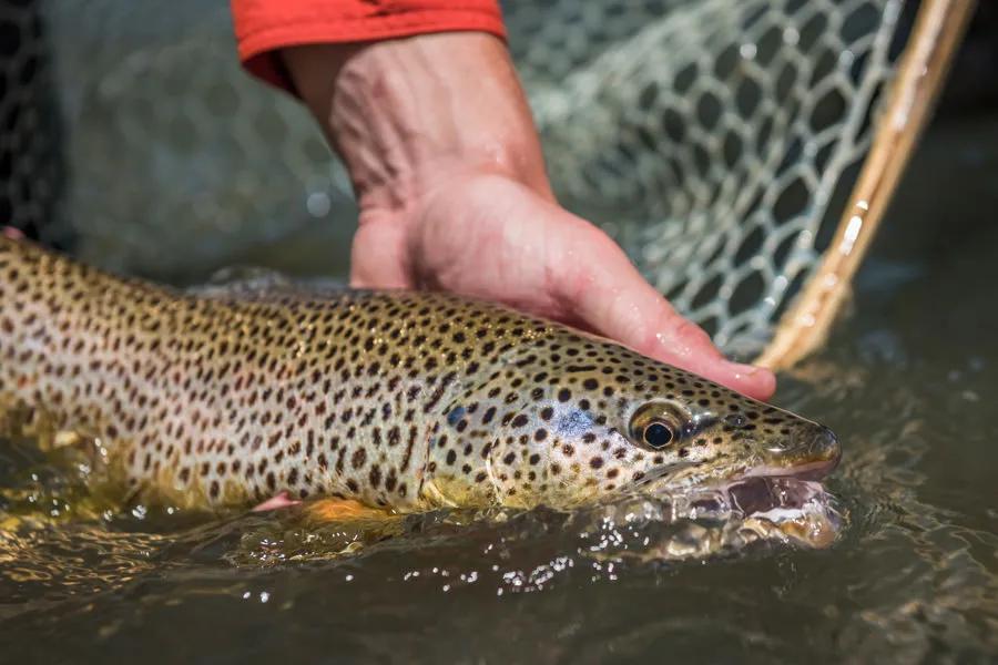 Using less weight can help catch bigger fish