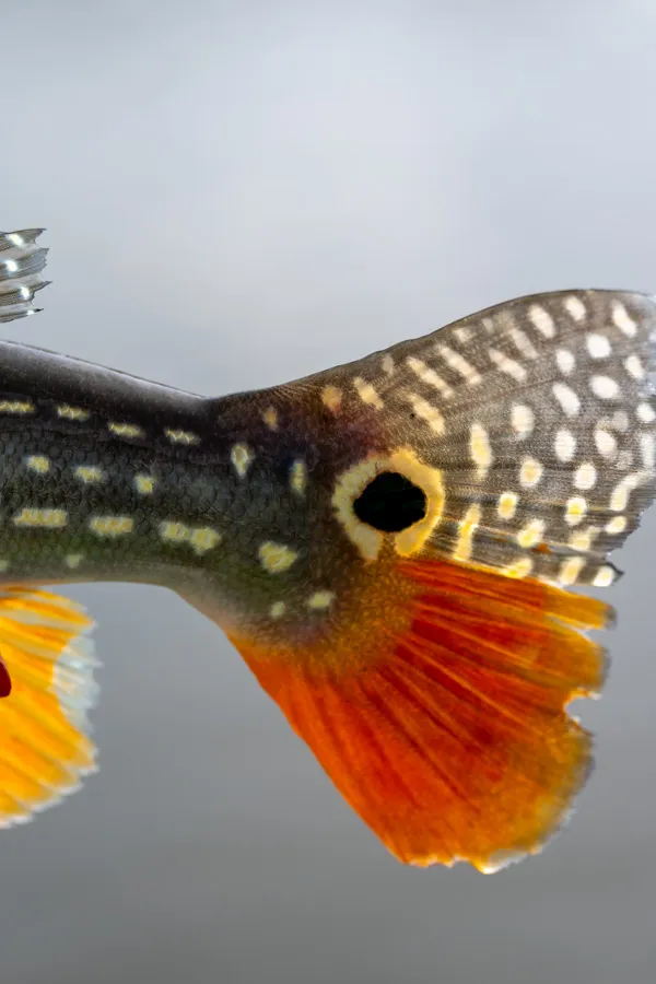 Peacock tail