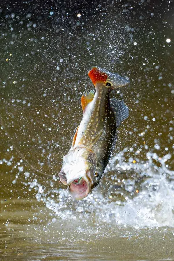 Jumping bass