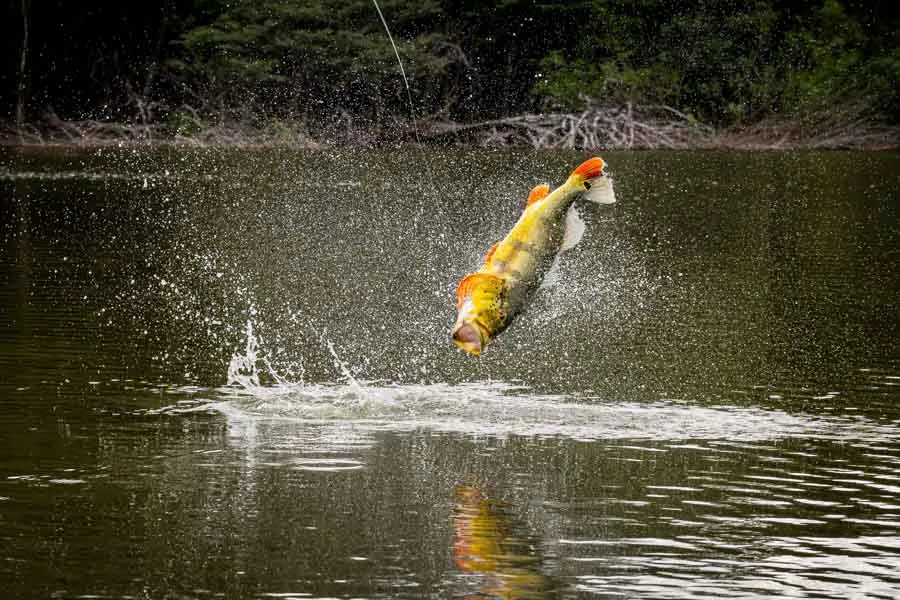 Big jumping peacock bass